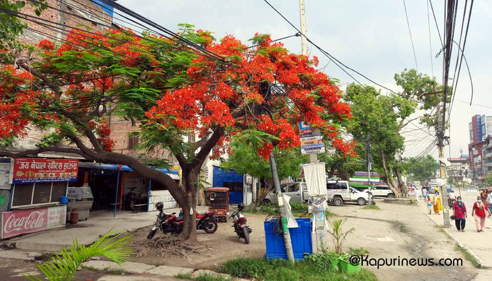 siris-ko-phul-2