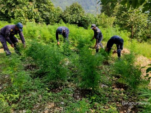 प्रहरीद्वारा भोजपुर हतुवा गढी र आम चौकमा गाँजाको ८ हजार बोट र बिरुवा नष्ट