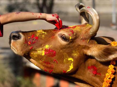 आज गाई पूजा, गोवर्धन पूजा एवम् म्ह:पूजा