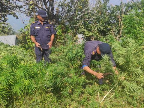 धनकुटा र भोजपुरमा अवैध गाँजा खेतीका ४६ हजार बढी बोट प्रहरीद्वारा फडानी