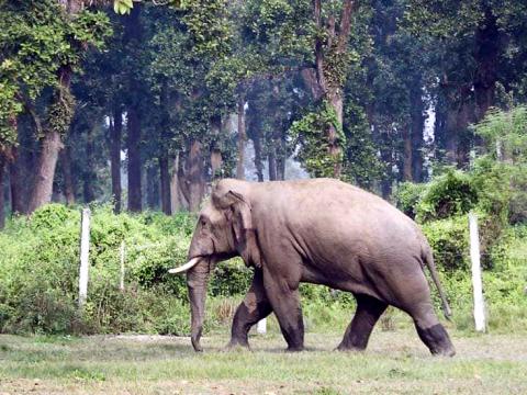 बच्चासहित आएको माउ हात्तीको आक्रमणबाट मोरङको सुन्दरहरैंचामा एक जनाको मृत्यु