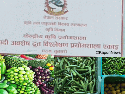 धरानमा साग देखी सबै तरकारी विषादी परीक्षणमा कडाई, नतिजा आएपछि मात्र खुद्रा बजारमा 