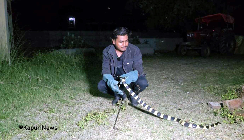 snake-2
