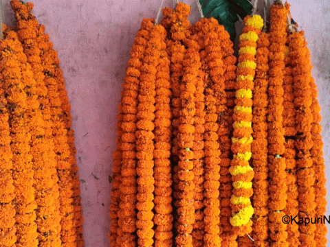 पोहोरको तिहारमा भन्दा यसपाली नेपाली सयपत्री उत्पादनमा तिन चोथाई कमी