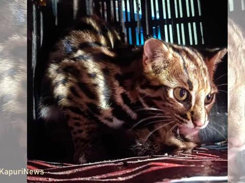 धरानको हात्तीसार जङ्गल नजिक दुर्लभ वन्यजन्तु पाटे बाघको डमरु भेटियो