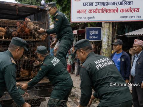 तानातान गरी नगरप्रहरीले नियन्त्रणमा लिएको लोकल कुखुरा व्यवसायीलाई फिर्ता