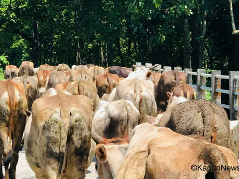 रामधुनी गौशालामा लोपोन्मुख रैथाने प्रजातिका २०० बढी गाई संरक्षणमा    